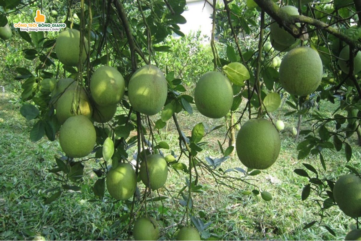 khu-du-lich-sinh-thai-o-hue-3