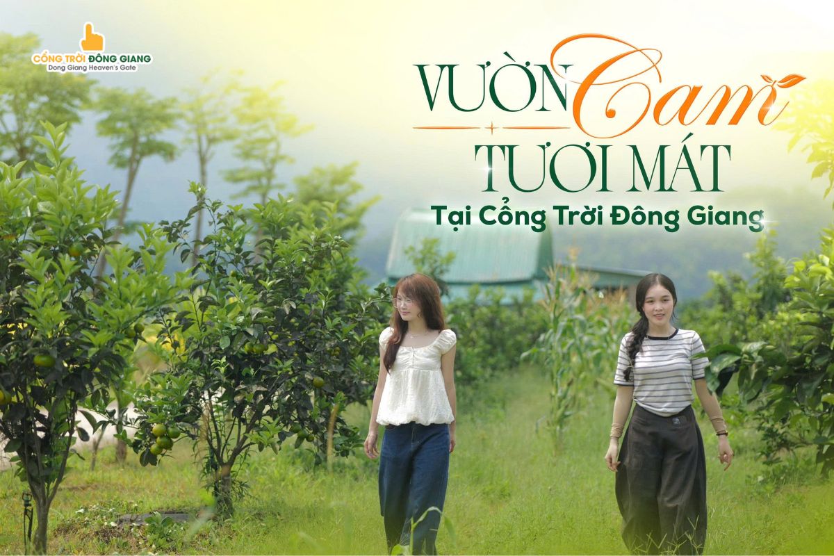 Vườn Cam Cổng Trời Đông Giang: Tọa Độ Check-in Xanh Mát Giữa Đại Ngàn